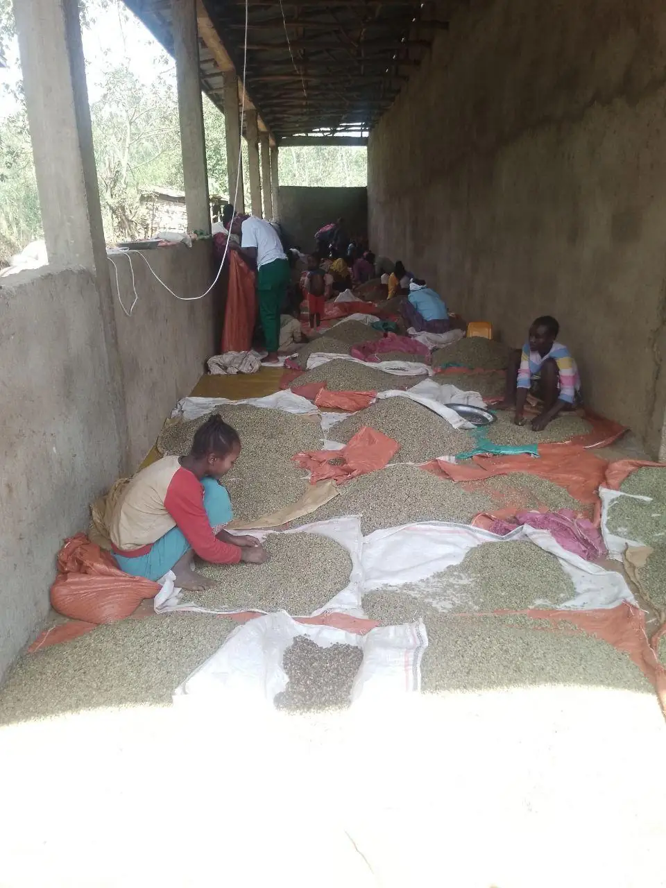 Harvesting and Processing